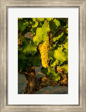 Framed Viognier Grapes In A Vineyard Print