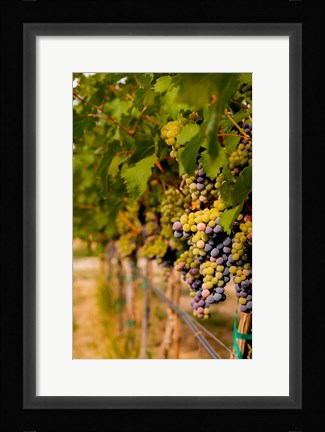 Framed Cabernet Franc Block In A Vineyard Print