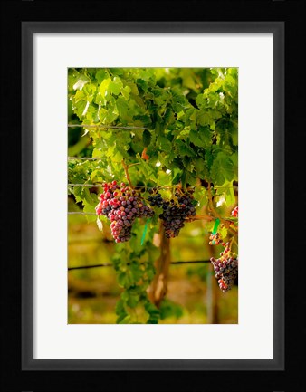 Framed Grenache Block In A Vineyard Print