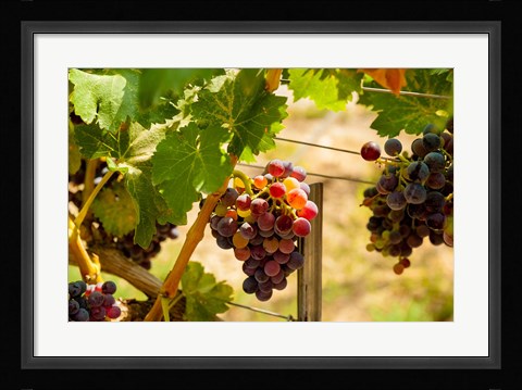 Framed Merlot Grapes In A Vineyard Print