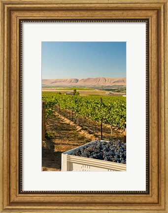 Framed Bin Of Cabernet Sauvignon Grapes At Harvest Print