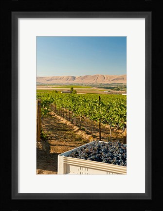 Framed Bin Of Cabernet Sauvignon Grapes At Harvest Print