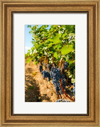Framed Vineyard Grapes Near Harvest Print