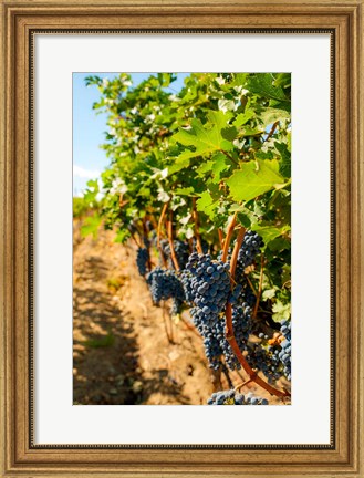 Framed Vineyard Grapes Near Harvest Print
