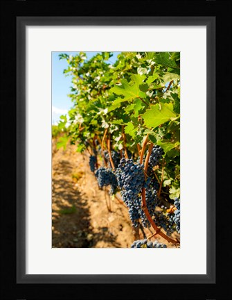Framed Vineyard Grapes Near Harvest Print