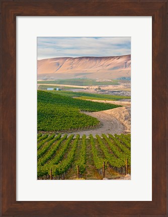 Framed Dusk On A Vineyard Print