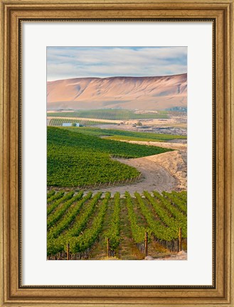 Framed Dusk On A Vineyard Print