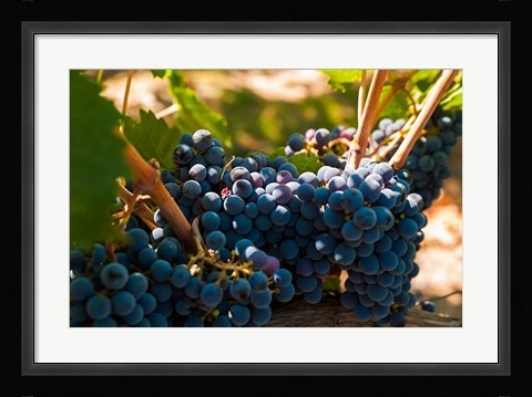 Framed Petit Verdot Grapes From A Vineyard Print