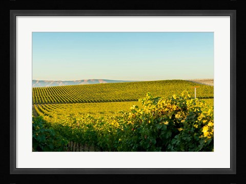 Framed Vineyard At Royal Slope, Washington State Print