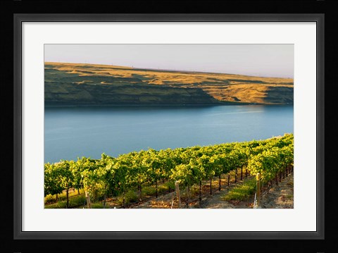 Framed Vineyard Overlooking The Columbia River Print