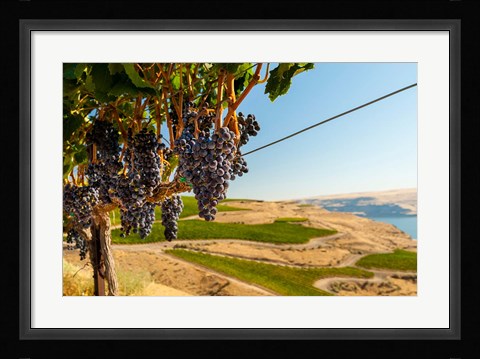 Framed Merlot Grapes Hanging In A Vineyard Print