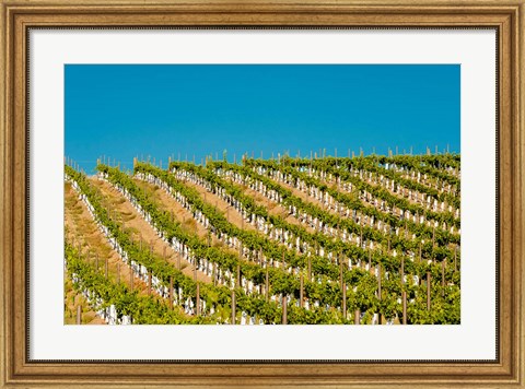 Framed Rows Of Young Vines Print