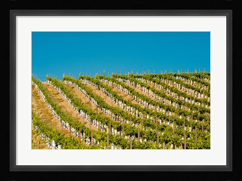 Framed Rows Of Young Vines Print