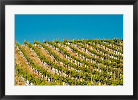 Framed Rows Of Young Vines Print