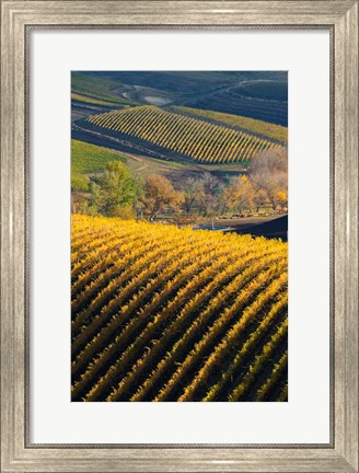 Framed Vineyards, Walla Walla, Washington State Print