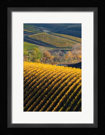 Framed Vineyards, Walla Walla, Washington State Print