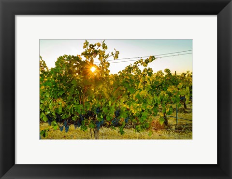 Framed Sun Burst In A Vineyard Print