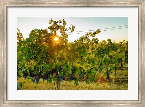 Framed Sun Burst In A Vineyard Print