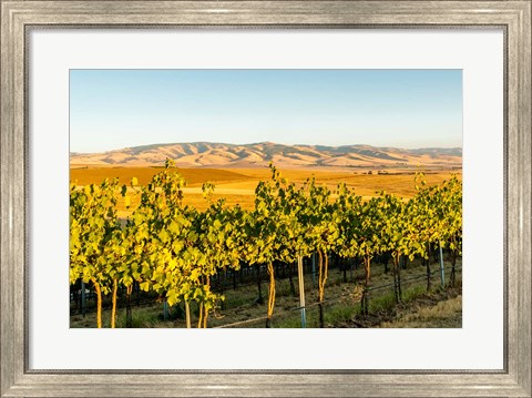 Framed Blue Mountains Overlook A Vineyard, Washington State Print