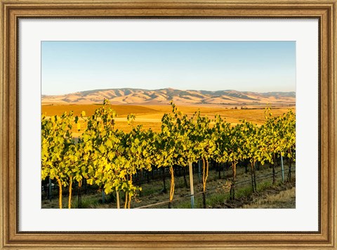 Framed Blue Mountains Overlook A Vineyard, Washington State Print
