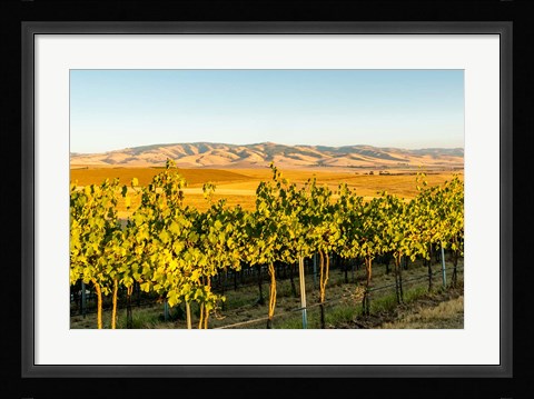 Framed Blue Mountains Overlook A Vineyard, Washington State Print