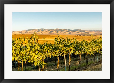 Framed Blue Mountains Overlook A Vineyard, Washington State Print