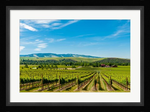Framed Vineyard Landscape In Walla Walla Print