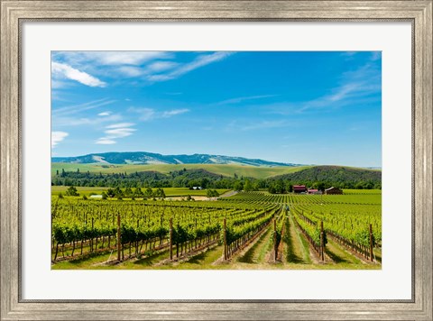 Framed Vineyard Landscape In Walla Walla Print