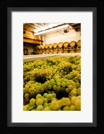 Framed Bin Of Chardonnay Grapes Awaits Beind Crushed Print