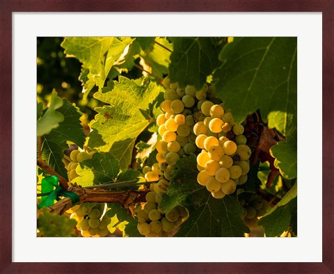 Framed Sauvignon Blanc Grapes Print