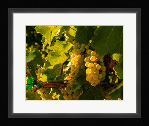 Framed Sauvignon Blanc Grapes Print