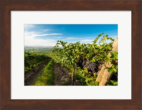 Framed Grenache Grapes From A Vineyard Print