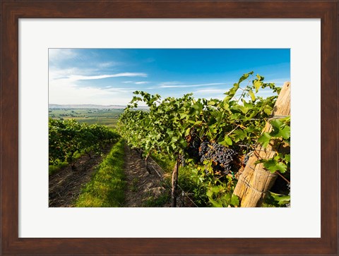 Framed Grenache Grapes From A Vineyard Print