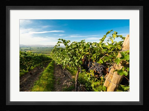 Framed Grenache Grapes From A Vineyard Print