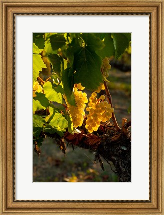 Framed Harvest Time In A Vineyard Print