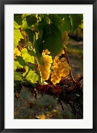 Framed Harvest Time In A Vineyard Print