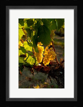 Framed Harvest Time In A Vineyard Print
