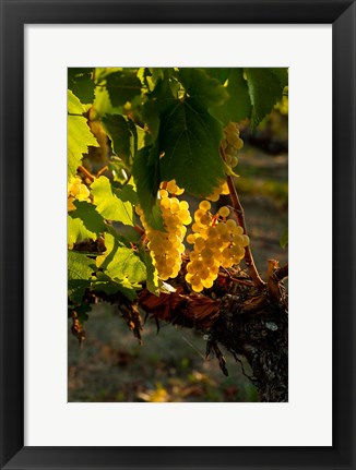 Framed Harvest Time In A Vineyard Print