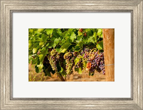 Framed Wine Grapes In Veraison In A Vineyard Print
