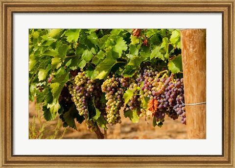 Framed Wine Grapes In Veraison In A Vineyard Print