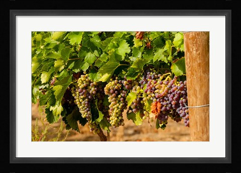Framed Wine Grapes In Veraison In A Vineyard Print