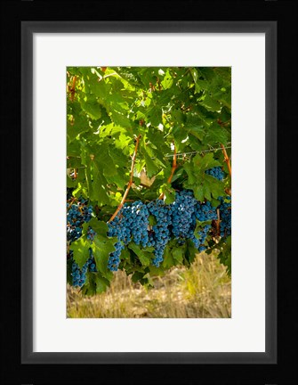Framed Cabernet Sauvignon Grapes Near Harvest Print