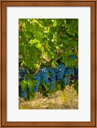 Framed Cabernet Sauvignon Grapes Near Harvest Print