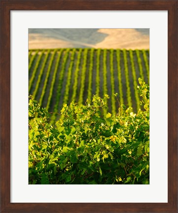 Framed Vineyard At Mabton, Washington State Print