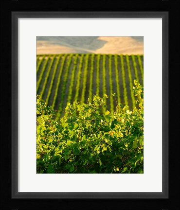 Framed Vineyard At Mabton, Washington State Print