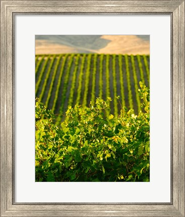Framed Vineyard At Mabton, Washington State Print