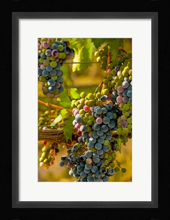 Framed Cabernet Franc Block In Harvest Print