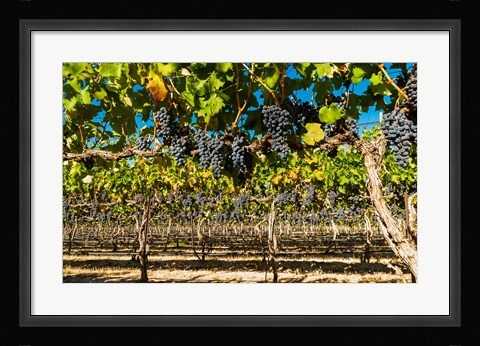 Framed Petit Verdata Block In Red Mountain At Harvest Print