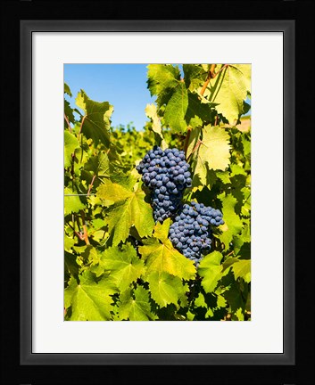 Framed Syrah Grapes In Sunlight Print