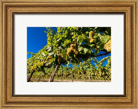 Framed Riesling Grapes In A Columbia River Valley Vineyard Print